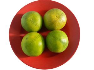 citrus fruit Orange