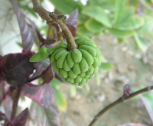 Custard Sugar Apple