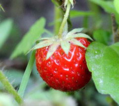 Strawberry